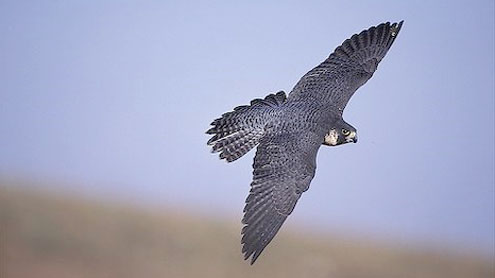 falcon trade