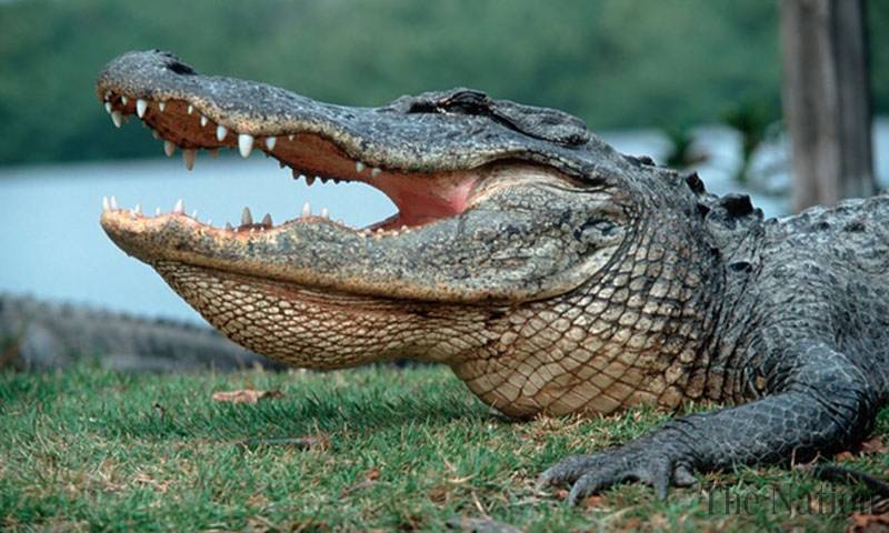 Texas Alligator Kills